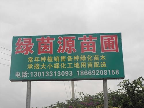 招牌-宜良县匡远镇绿茵源苗圃 企业形象(八角金盘_紫