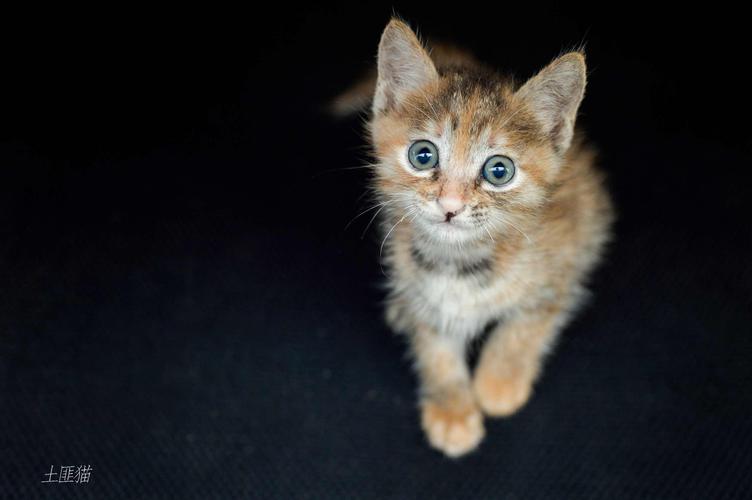 我家的土匪猫(第二天)