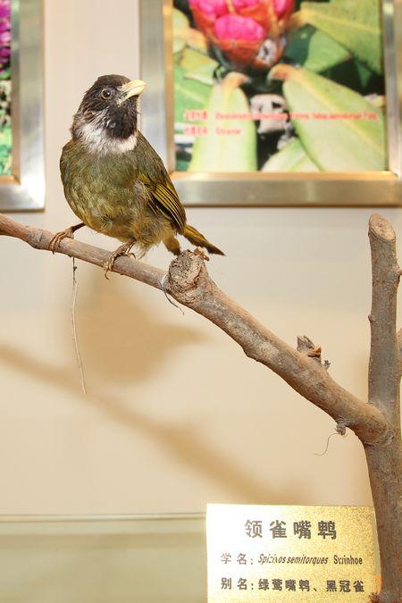 领雀嘴鹎 - 鸟类展示区 - 牛背梁自然保护区手机版