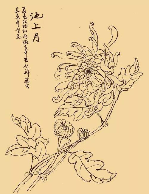 这么美的白描菊花,忍不住要分享给你!