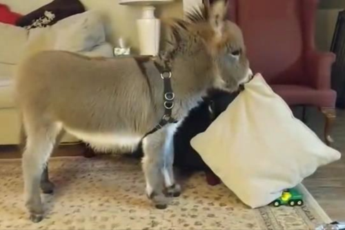 看看这爱玩儿靠枕的迷你小毛驴,萌翻了!