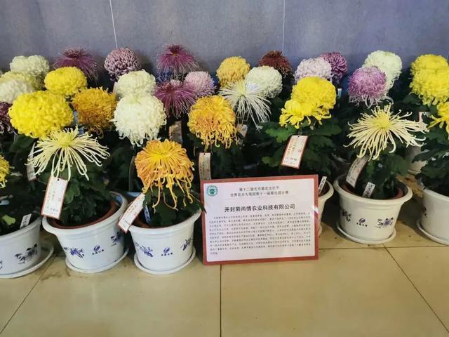 「汴京公园」开封菊花"墨王"在北京菊花文化节获得唯一"菊王"称号