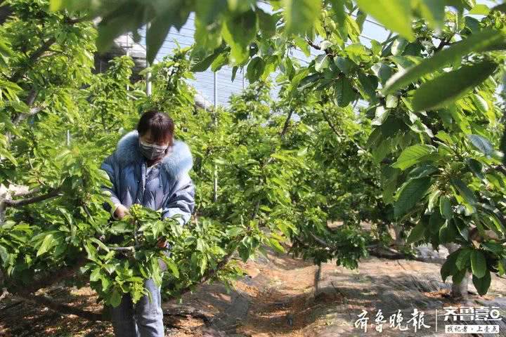 烟台大棚樱桃结出绿油油的果子啦!预计四月初上市