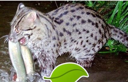 钓鱼猫现身柬埔寨 捕鱼技巧令网友大赞