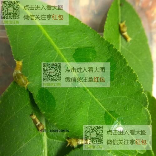 绿带翠凤蝶活体蝴蝶幼虫卵蛹标本毛毛虫蚕宝宝爬虫昆虫宠物玩具