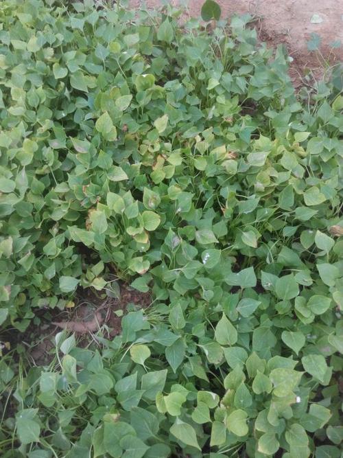 红薯苗叶子黄不生长