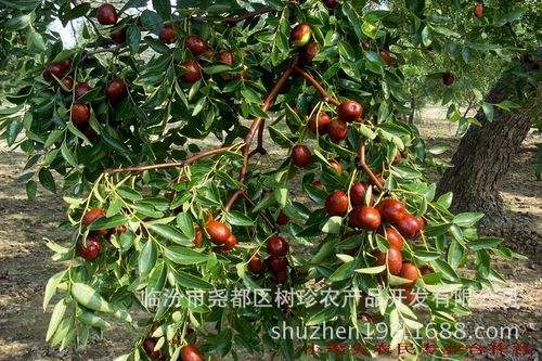 常年批发 山西特产一级稷山板枣 有机免洗枣子