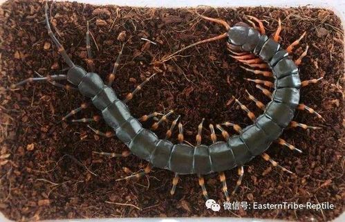 海南间脚蜈蚣介绍