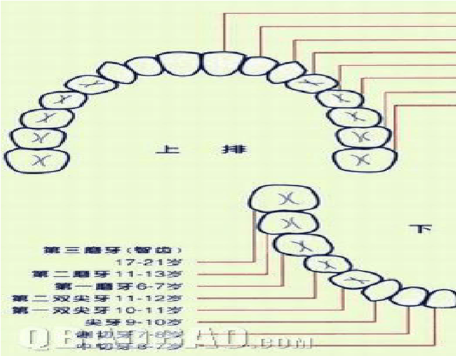 儿童出牙时间及顺序图
