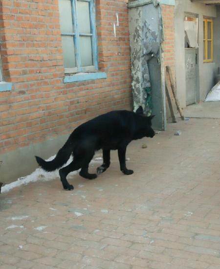 纯黑东德牧羊犬,对外配