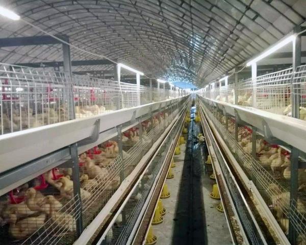 肉鸭养殖大棚