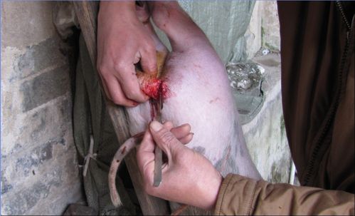 % p" t% a$ g1 s0 k5 a4 a8 l" m   用手出力一捏,猪睾丸就被挤出来