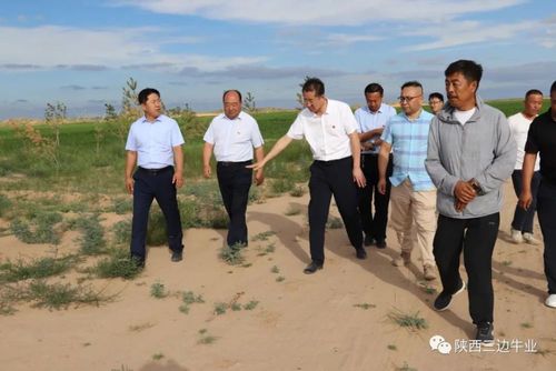 定边县县委书记胡统金深入三边牛业生态农场调研种养殖产业