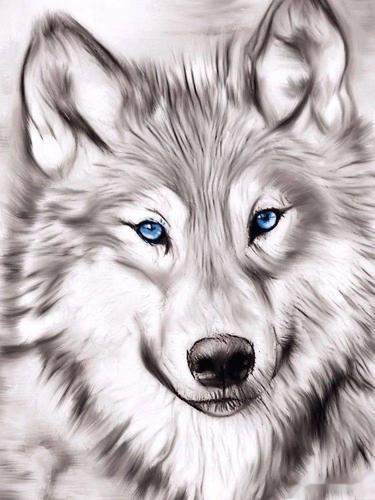 素描临摹素材15张细腻可爱的动物