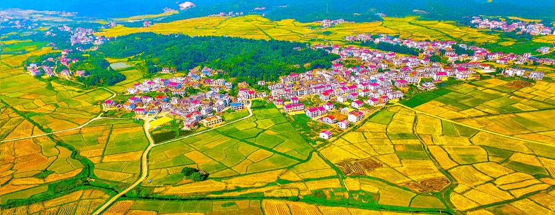 湖南株洲市茶陵县舲舫乡有一位"鹅司令",他有很多"荣誉称号":湖南省