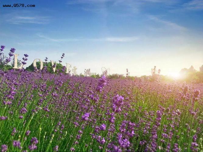 仿佛那抹淡紫也永不褪色的贮存在脑海里紫色的熏衣草配上阳光般的笑脸