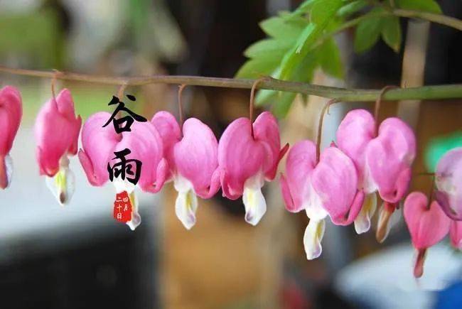 谷雨,也是赏春的最佳时机