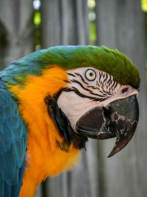 一对站在枝头的鹦鹉