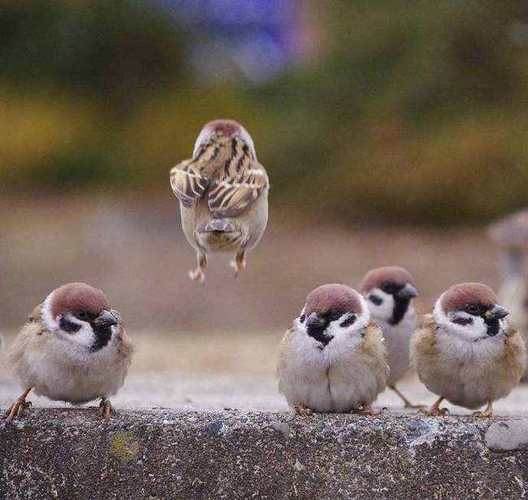 随处可见的麻雀是进口鸟本土麻雀几乎消失这是怎么回事