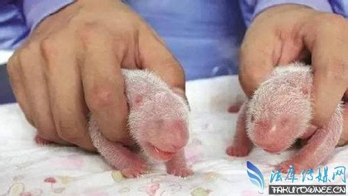 像鸭嘴兽是进化最不完全的哺乳动物,还生蛋呢.