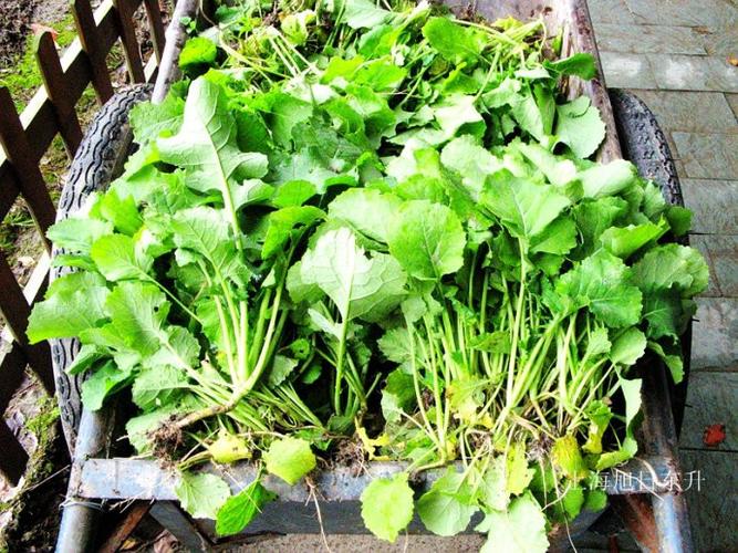 绿油油的油菜花幼苗.