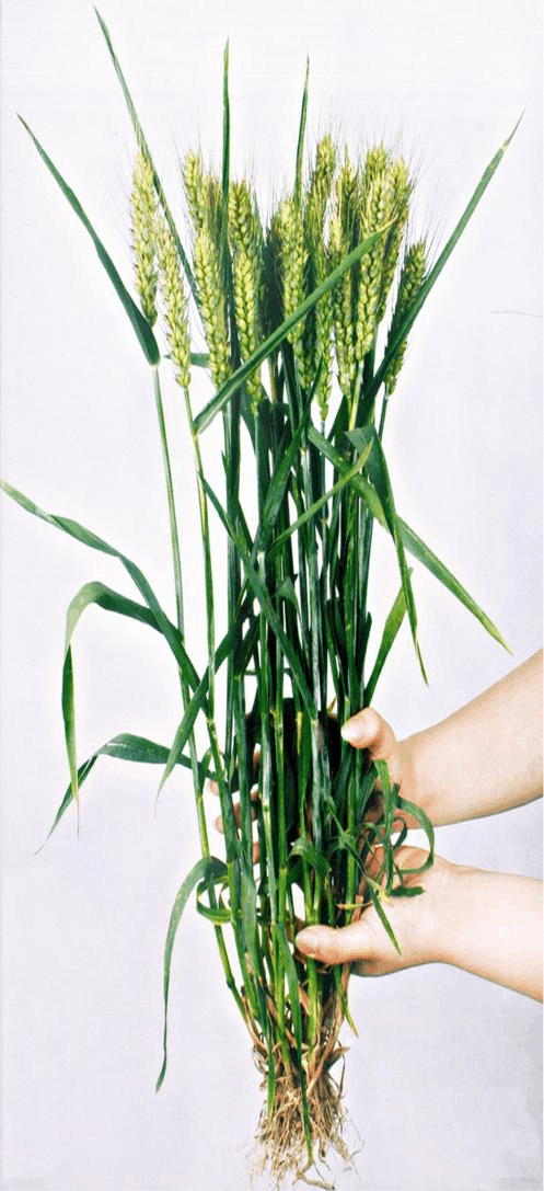 自然科学 生物学 有关小麦和风级的一些知识  分蘖是小麦从根部发育