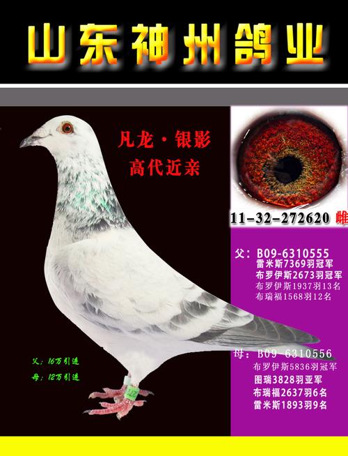 冠军凡龙·银影 保证金级 拍卖