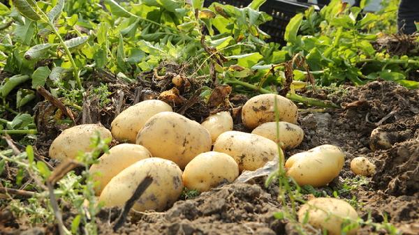 长顺:120吨土豆种免费发放 惠及320余种植户
