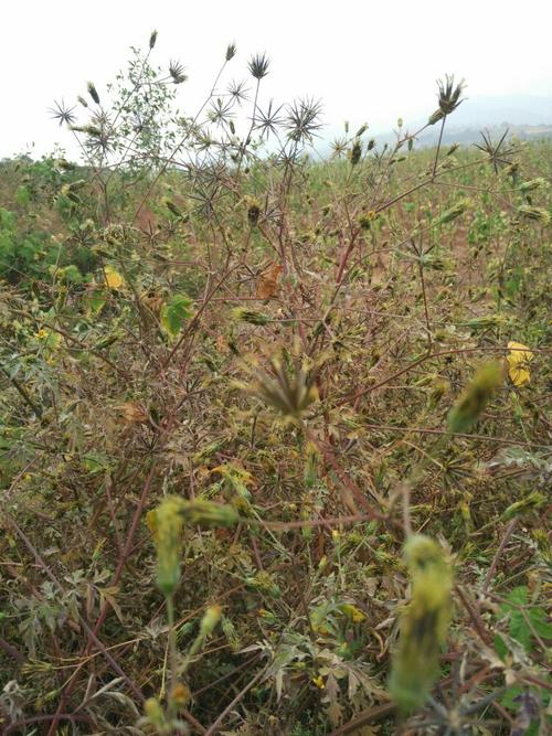 鬼圪针!小不小心就会粘上你!