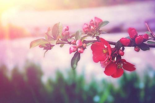 自由诵读你是人间的四月天作者林徽因朗诵安心