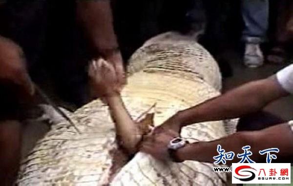 食人鳄被解剖惊现尸首残骸!小伙伴们都惊呆了