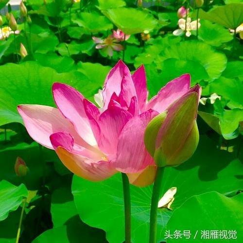六月荷花别样红,信步池边赏美景.花开花落几多时,不忘世间有真情!