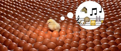 熟鸡蛋返生,还能孵出小鸡?这位职校校长牵头