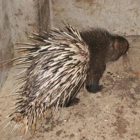 泸州豪猪养殖|达州豪猪