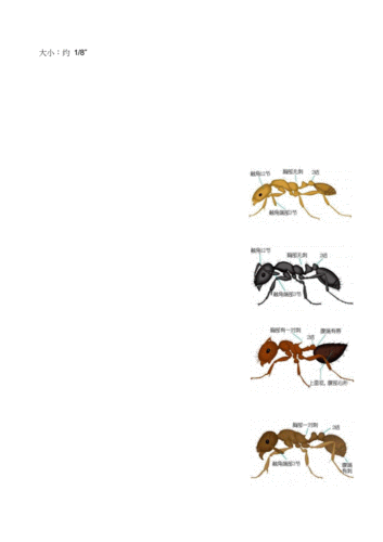 12种常见蚂蚁鉴别.docx 4页