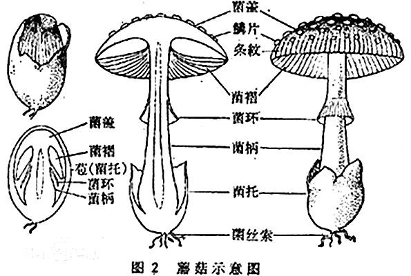 其子子实体伞状,肉质,易烂,很少膜质或革质,包括菌盖,菌柄,位于