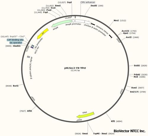 phlsec2-fn-ypet表达质粒plasmid 65421 - biovector中国质粒载体菌种