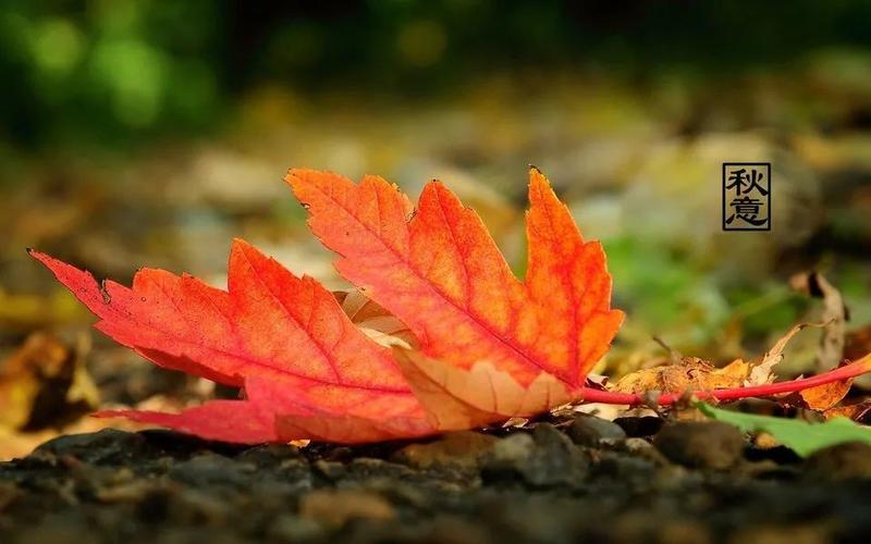一叶知秋的唯美句子 适合金灿灿的秋天发朋友圈的说说