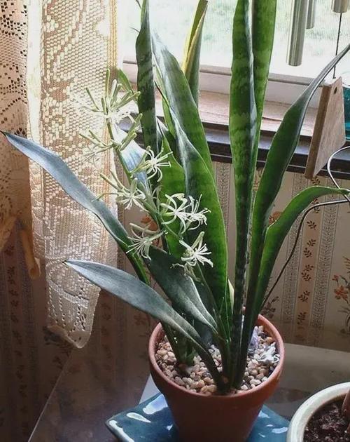 虎尾兰养多久能开花