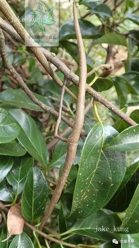 来源产地 为夹竹桃科植物杜仲藤,红杜仲藤及毛杜仲藤的茎或根.