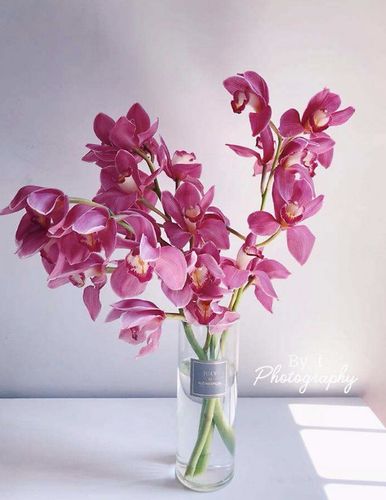flowerplus:大花惠兰养护秘笈_蕙兰