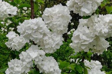 琼花是什么花花语和寓意