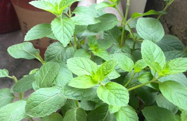 猫薄荷和薄荷的区别 是同一种植物吗