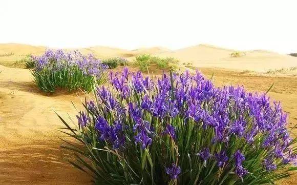 揭秘新疆马兰:昔日的军事禁区,地图上找不到的核试验基地,如今它是