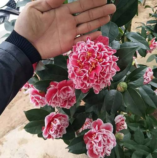 此花号称"赛牡丹",是茶花"经典"品种,特别美艳,可做年宵花