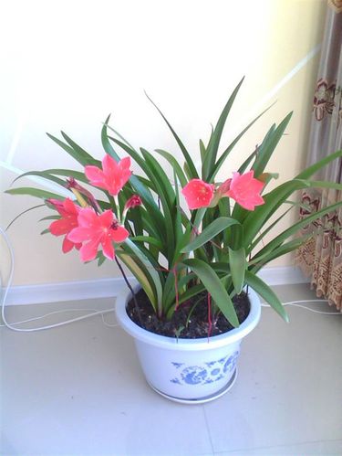 养花技巧繁殖方法 想要紫根兰开花,栽培要点:    1,紫根兰的养殖盆土