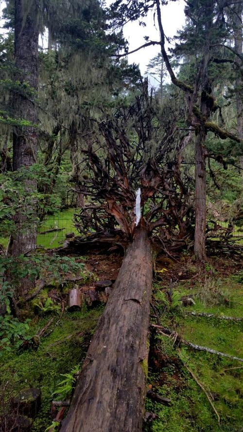 一棵倒下的大树,根部形成一个好看的屏风,就像孔雀开屏.