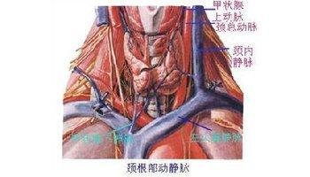 上腔静脉