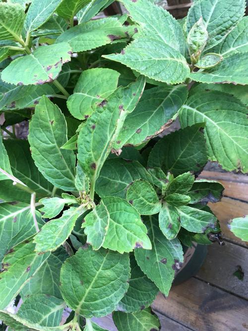 请问花友们 绣球叶子卷边又厚又脆是什么原因呢?谢谢