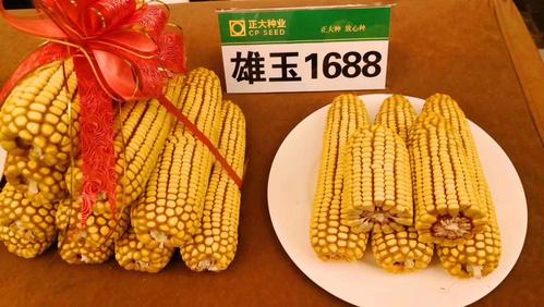 东北国审品种,雄玉1688